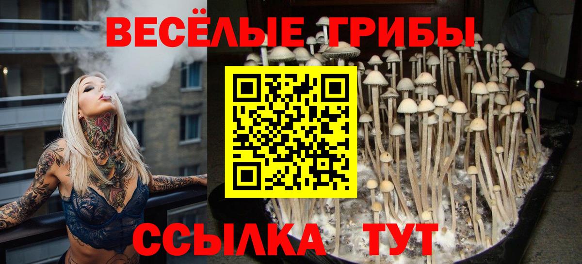 Псилоцибиновые грибы Psilocybe Татарск